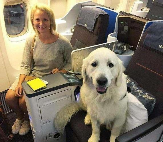 狗坐飞机多少钱,狗坐飞机多少钱一只,带狗狗坐飞机流程？
