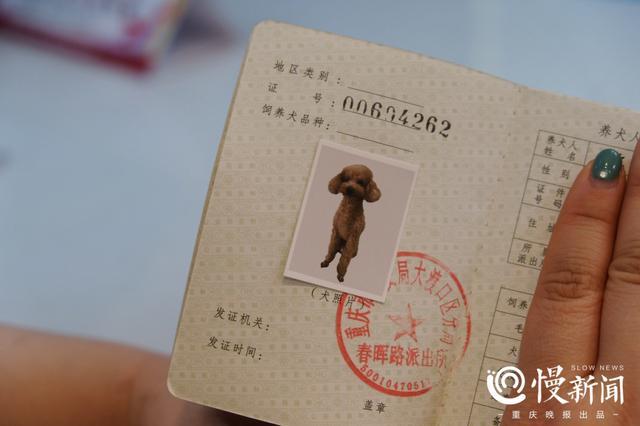 天津办狗证多少钱,天津办狗证多少钱2022,2021年天津办理养犬证费用多少？