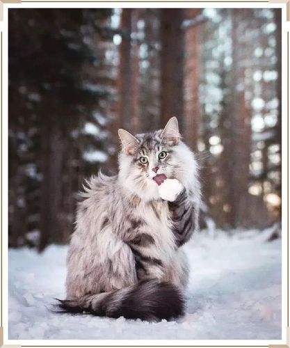 挪威森林猫多少钱一只,挪威森林猫多少钱一只正常价,挪威森林猫的寿命？