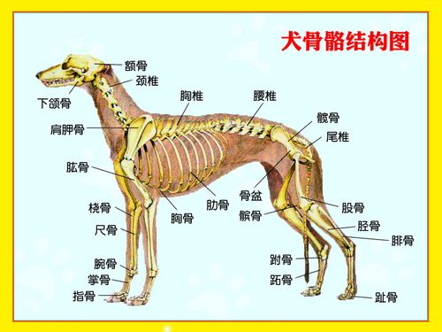 狗有多少骨头,狗有多少骨头组成,犬的骨头有多少种？