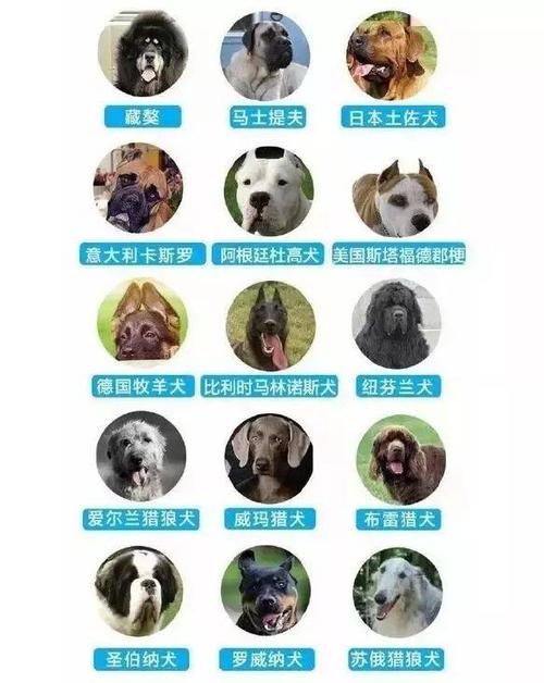 一共有多少种狗,世界上一共有多少种狗,禁养犬名单2021？