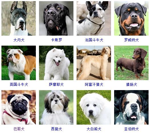 世界有多少种狗,世界有多少种狗图片和名字,世界上有几种犬？