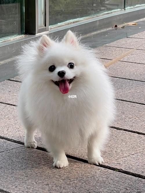 博美犬多少钱一只白色,博美犬多少钱一只白色幼犬最便宜,白博美贵还是花博美贵？