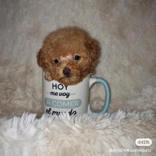 泰迪茶杯犬多少钱一只,泰迪茶杯犬多少钱一只图片,泰迪茶杯犬能长多大？
