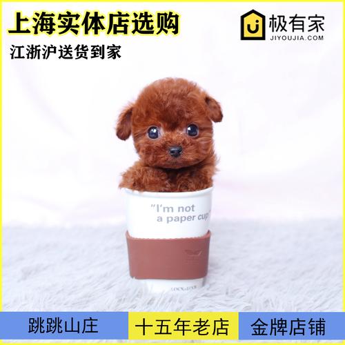 茶杯犬泰迪多少钱一只,茶杯犬泰迪多少钱一只图片,茶杯泰迪犬好养吗？