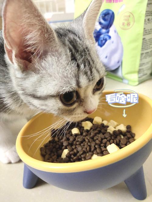 小猫一个月吃多少猫粮,一只小猫一个月吃多少猫粮,一只猫一个月吃多少斤粮？