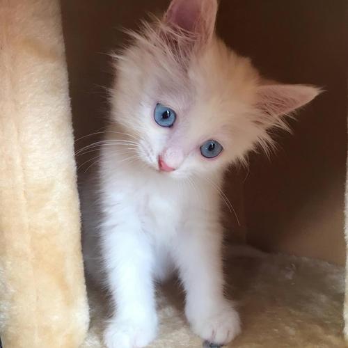 蓝眼白猫多少钱,蓝眼白猫多少钱一只,一只双瞳猫多少元？