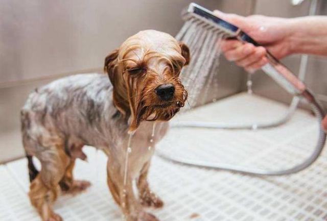 狗多少天洗一次澡,狗多少天洗一次澡最好,狗狗每天出去多久洗一次澡？