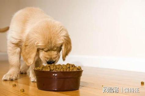 幼犬一个月吃多少狗粮,幼犬一个月吃多少狗粮喂到肚子鼓起来吗,一斤幼犬每顿多少狗粮？