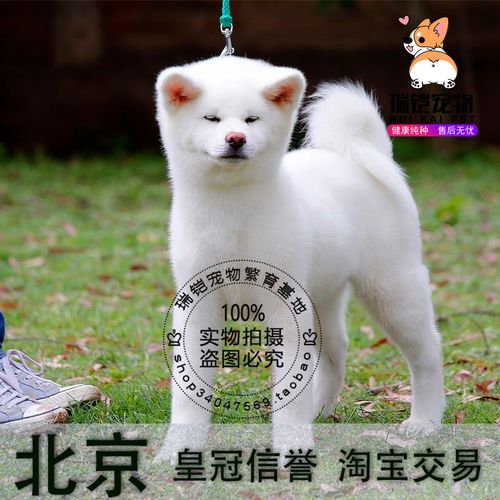 秋田犬价格多少钱一只,日本秋田犬价格多少钱一只,白色秋田为什么便宜？