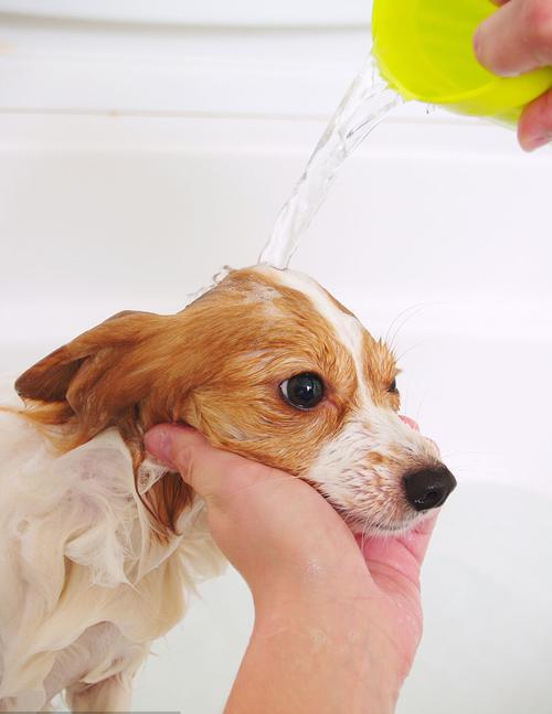 小狗多少天可以洗澡,刚出生的小狗多少天可以洗澡,小狗几个月可以洗澡？
