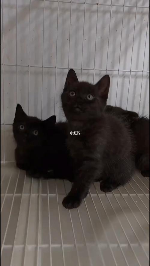 纯黑猫多少钱一只,纯黑猫多少钱一只正常价,黑猫优缺点？