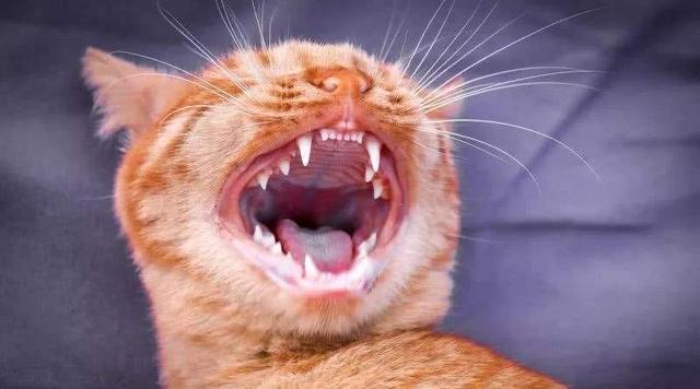 猫有多少颗牙,猫有多少颗牙齿,猫最少有几颗牙？
