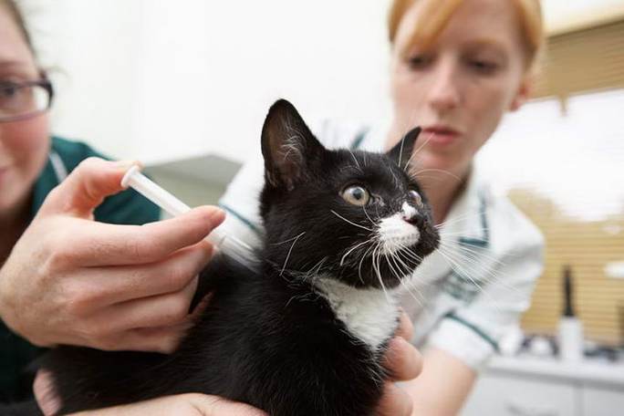 猫咪检查身体多少钱,猫咪检查身体多少钱一次,猫疫苗一共打几针多少钱？