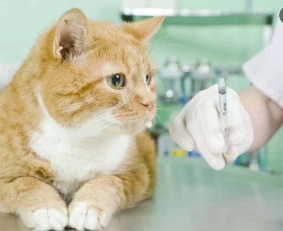 给猫打疫苗要多少钱,给猫打疫苗要多少钱一针,给小猫打疫苗要多少钱？