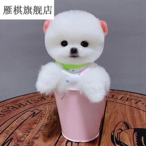 白色茶杯犬多少钱一只,白色茶杯犬多少钱一只幼崽,茶杯犬的尾巴是哪样子的？