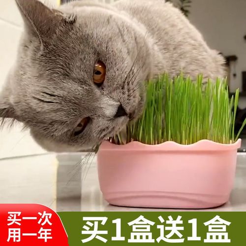 猫草一次喂多少,猫草一次喂多少合适,猫短时间能吃多少猫草