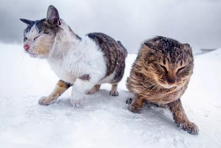 猫耐寒多少度,猫耐寒多少度正常,猫零下多少度会冻死？