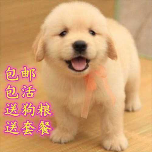 金毛和博美哪个好,金毛和博美哪个好养,中华田园犬博美阿拉斯加哪个好养？