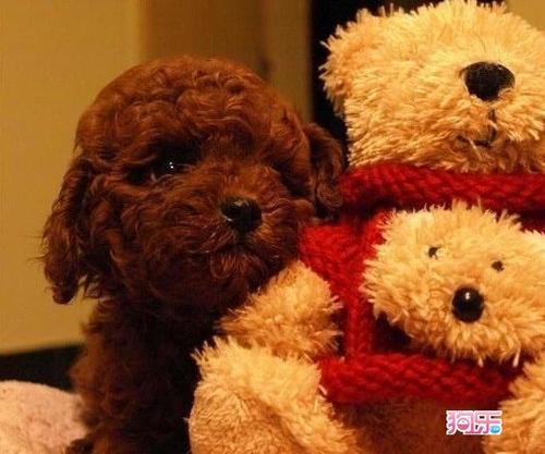 泰迪熊狗多少钱,泰迪熊狗多少钱一只,泰迪熊多少钱一只？
