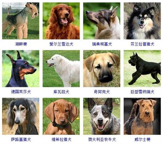 狗的种类有多少种,狗的种类有多少种分别是什么,鸡,鹅,松鼠,河马,小兔,牛,鸭,乌龟,小鸟,企鹅,青蛙,小猫分两组,怎么分类？