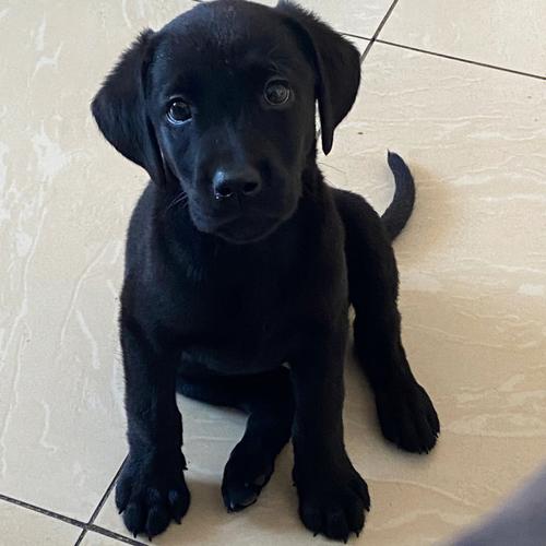 黑拉布拉多多少钱,黑拉布拉多多少钱一只?,一只纯种黑色，拉布拉多幼犬需要多少钱？