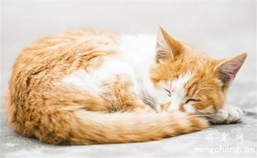 猫一天睡多少小时,两个月大的小猫一天睡多少小时,十天左右的猫一般睡多久？