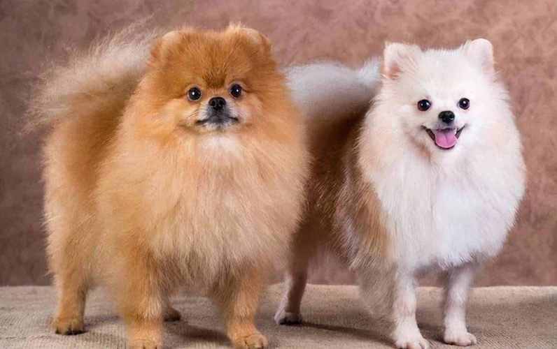 狐狸犬和博美谁贵,狐狸犬和博美的区别,一种和博美很像的玩赏犬？
