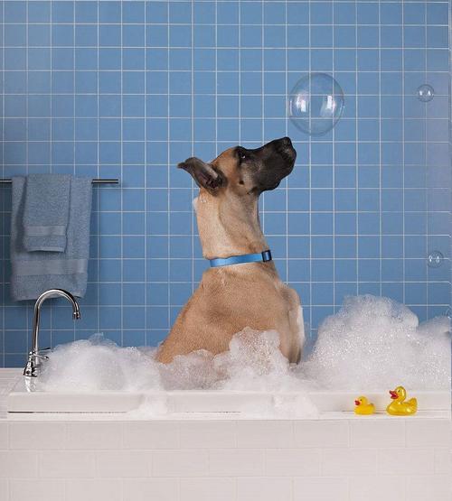 狗狗洗一次澡多少钱,狗狗洗一次澡多少钱一次,有人知道给狗狗去宠物院洗澡美容大概要消费多少哇？