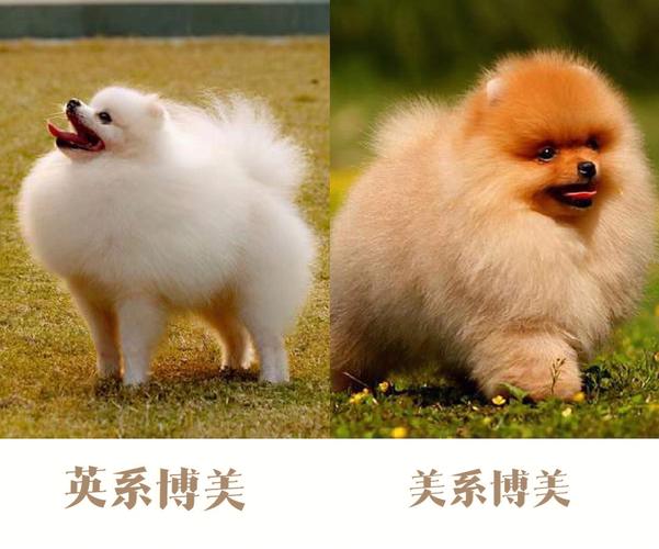 英系美系博美的区别图,英系和美系博美的区别,狗的品种博美是什么样子的？