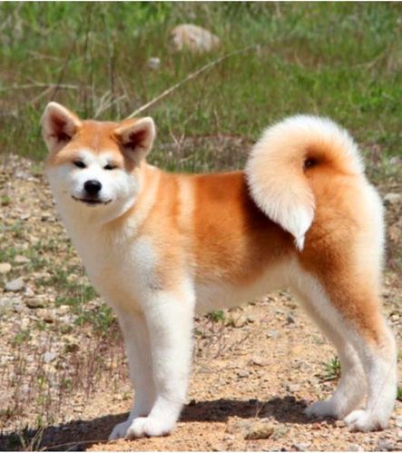 日本秋田犬多少钱一只,日本秋田犬多少钱一只幼犬,日本的秋田犬大约多钱一只？