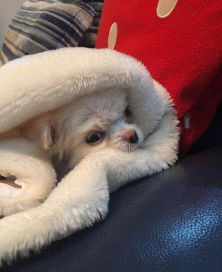 珍珠犬多少钱一只,珍珠犬多少钱一只 白色,什么是珍珠犬？