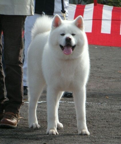 白色秋田犬多少钱,白色秋田犬多少钱一只,白色的秋田犬长多大？