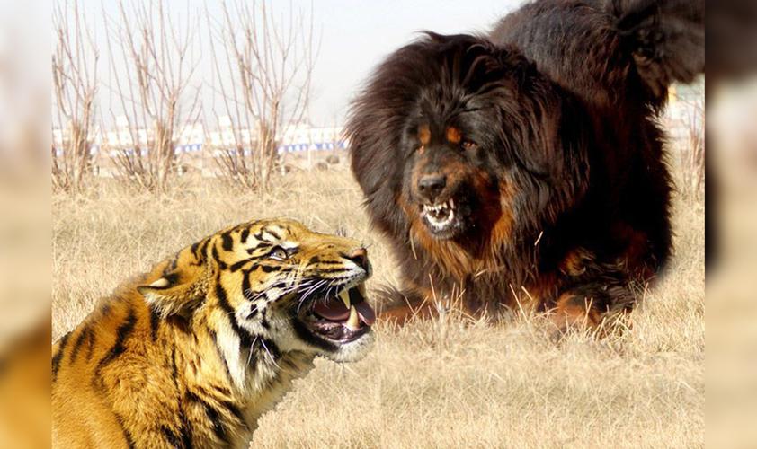 藏獒和老虎哪个厉害,藏獒和狮子哪个厉害,藏獒和虎谁厉害？