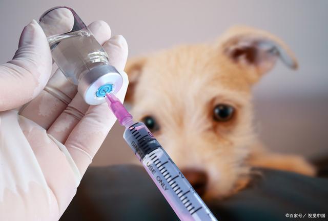 宠物狗疫苗多少钱一针,养狗必打的三针是哪三针,宠物疫苗一般多少钱一针？