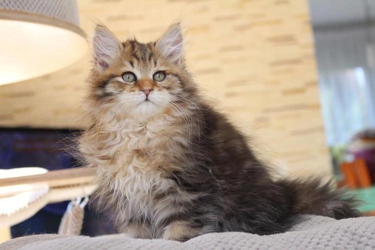 西伯利亚森林猫多少钱,西伯利亚森林猫多少钱一只,西伯利亚森林猫几个月爆毛？