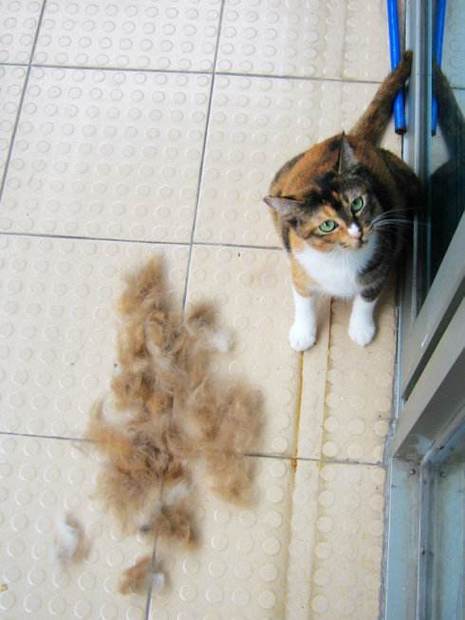 猫身上有多少毛,一只猫身上有多少毛,猫掉毛多少正常？