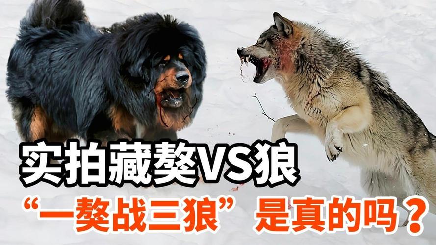 藏獒大战狼,藏獒大战狼群视频,藏獒和一只野狼单挑谁厉害？