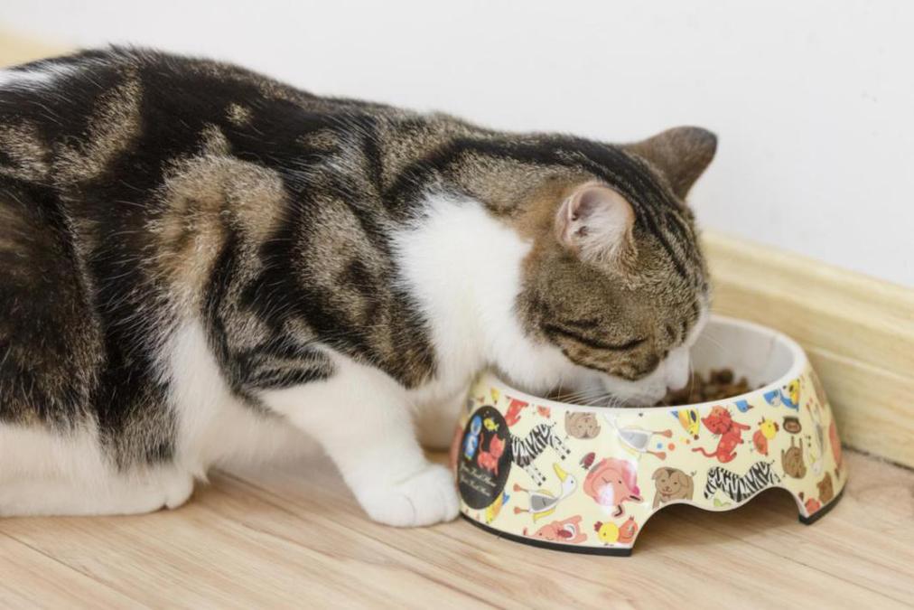 五个月的猫吃多少猫粮,五个月的猫吃多少猫粮合适,五个月的猫一天可以喝多少奶？