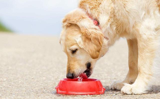 狗狗一天要喝多少水,狗狗一天要喝多少水才正常,金毛一天喝多少水？