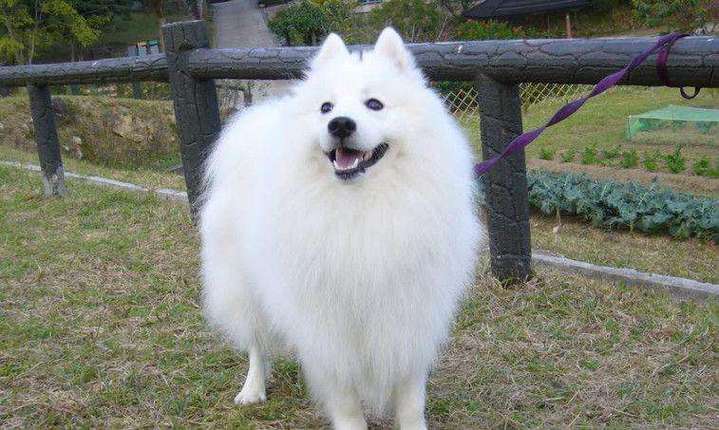 爱斯基摩犬多少钱一只,爱斯基摩犬多少钱一只白色,爱斯基摩犬市场价在多少？