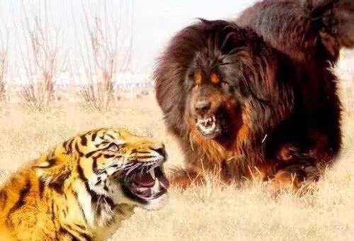 藏獒vs老虎,藏獒vs老虎(绝对真实),论单挑，成年藏獒，成年东北虎，成年美洲狮，谁厉害？