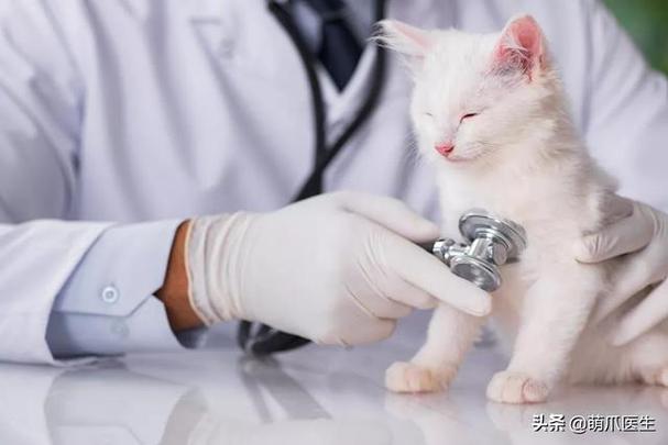 猫咪的疫苗多少钱,猫咪的疫苗多少钱一针,猫的疫苗多少钱？