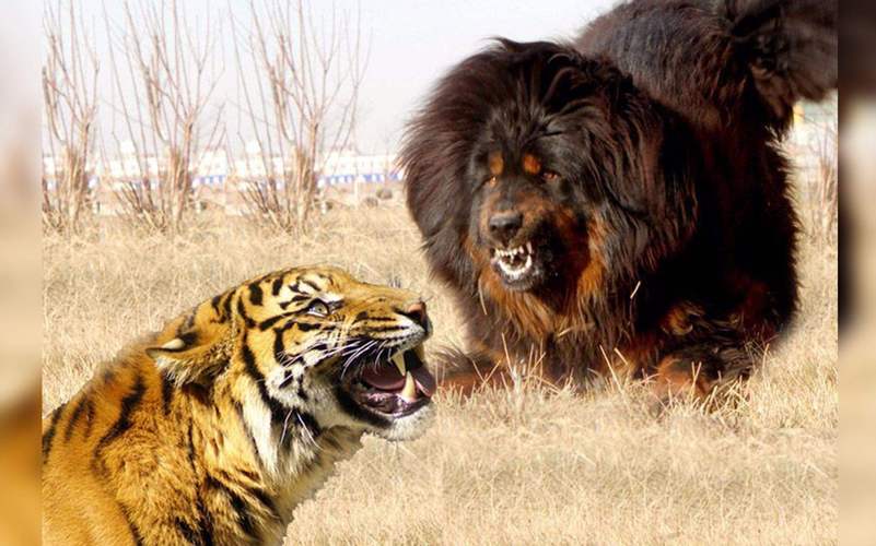 老虎vs藏獒,老虎VS藏獒,藏獒和虎谁厉害？
