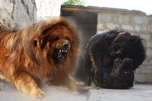 藏獒打架视频播放,藏獒打架视频播放 斗狗,世界上最厉害的狗排名，打架最厉害的狗是藏獒比特吗？