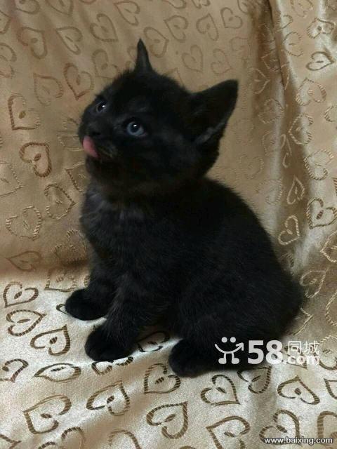 黑色英短猫多少钱一只,黑色英短猫多少钱一只幼崽,金虎斑一般价位？