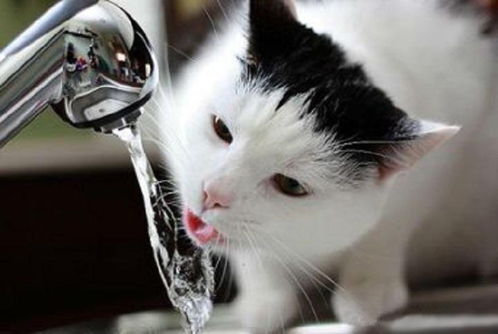 猫咪一天喝多少水正常,成年猫咪一天喝多少水正常,猫每天喝多少水？