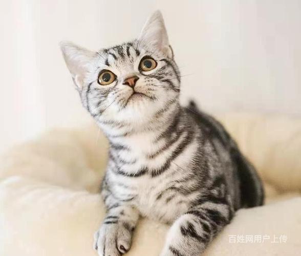 美国虎斑猫多少钱一只,美国虎斑短毛猫多少钱一只,100-200元的猫推荐？