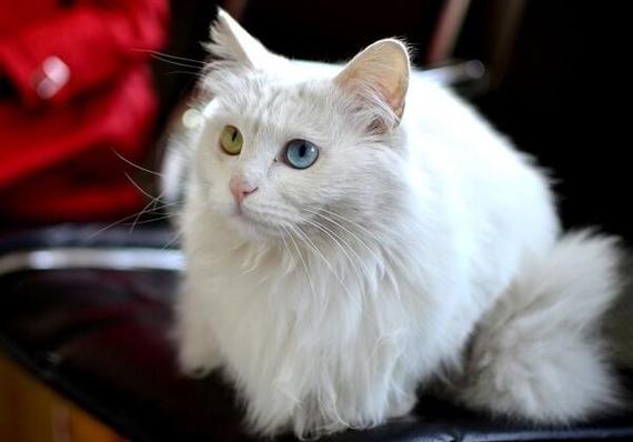 白色波斯猫多少钱一只,白色波斯猫多少钱一只幼崽,一只双瞳猫多少元？