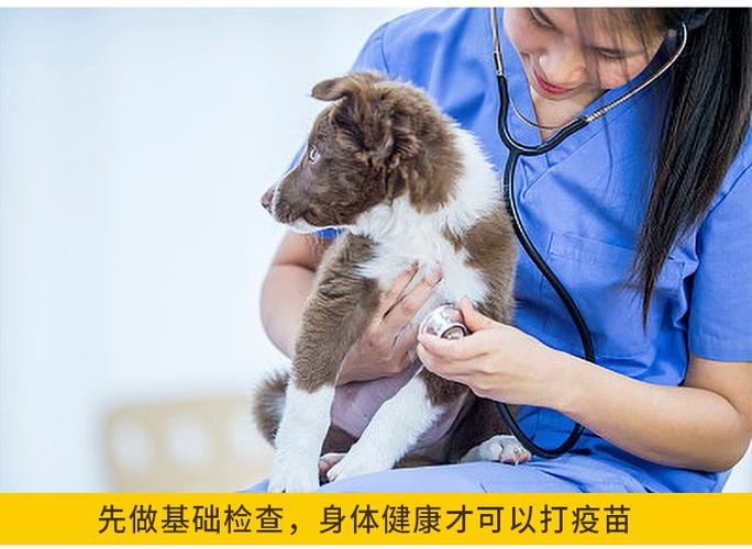狗狗体检大概多少钱,狗狗体检大概多少钱一次,宠物医院狗狗的疫苗价格是多少?一般要打几次？